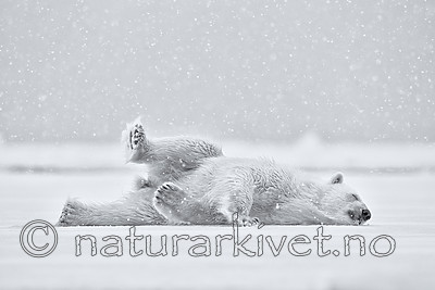 KA_140614_4683_sh / Ursus maritimus / Isbjørn