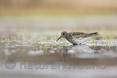 KA_140616_5511 / Calidris maritima / Fjæreplytt