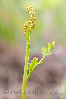 KA_140625_5949 / Botrychium matricariifolium / Huldrenøkkel