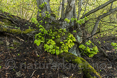 KA_150513_26 / Tilia cordata / Lind
