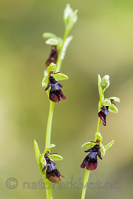 KA_150616_10 / Ophrys insectifera / Flueblom