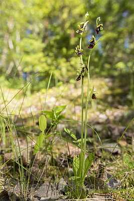 KA_150616_17 / Ophrys insectifera / Flueblom
