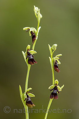 KA_150619_1 / Ophrys insectifera / Flueblom