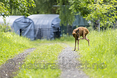 KA_150622_45 / Capreolus capreolus / Rådyr