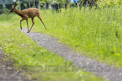 KA_150622_48 / Capreolus capreolus / Rådyr