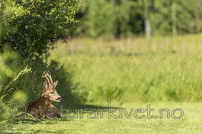 KA_150622_65 / Capreolus capreolus / Rådyr