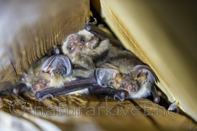 KA_150822_29 / Plecotus auritus / Brunlangøre