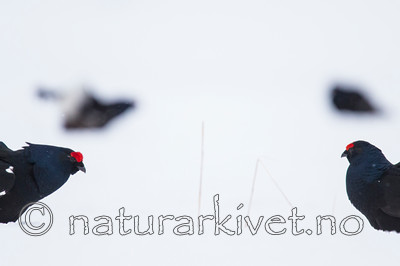 KA_160402_113 / Tetrao tetrix / Orrfugl