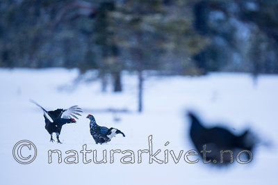 KA_160402_18 / Tetrao tetrix / Orrfugl