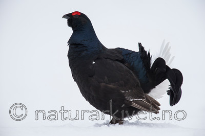 KA_160402_205 / Tetrao tetrix / Orrfugl