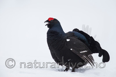 KA_160402_211 / Tetrao tetrix / Orrfugl