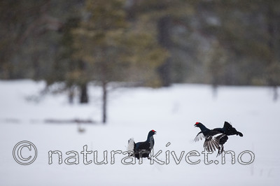 KA_160402_233 / Tetrao tetrix / Orrfugl