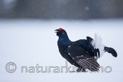 KA_160402_60 / Tetrao tetrix / Orrfugl