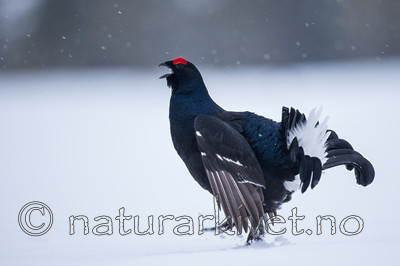 KA_160402_62 / Tetrao tetrix / Orrfugl