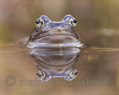 KA_160410_23 / Rana temporaria / Buttsnutefrosk