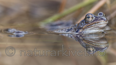 KA_160410_29 / Rana temporaria / Buttsnutefrosk