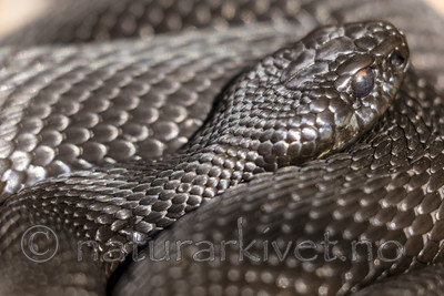 KA_160410_45 / Vipera berus / Hoggorm