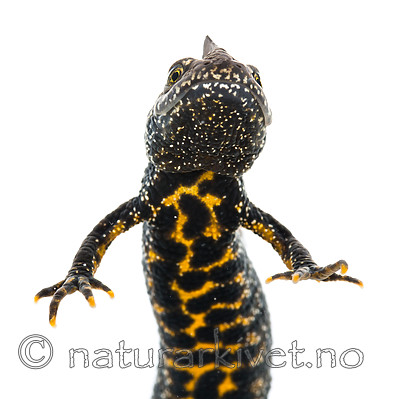 KA_160501_20 / Triturus cristatus / Storsalamander