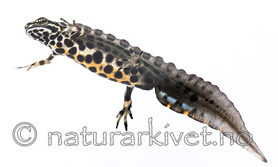 KA_160501_63 / Lissotriton vulgaris / Småsalamander