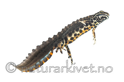 KA_160501_65 / Lissotriton vulgaris / Småsalamander
