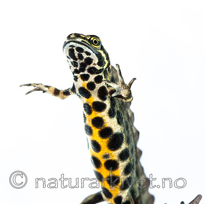 KA_160501_70 / Lissotriton vulgaris / Småsalamander
