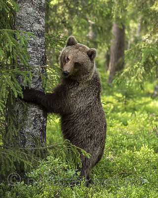 KA_160624_349 / Ursus arctos / Brunbjørn