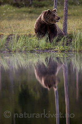 KA_160625_113 / Ursus arctos / Brunbjørn