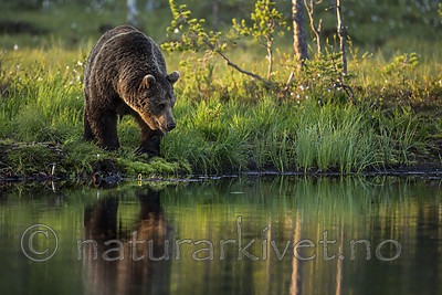 KA_160625_74 / Ursus arctos / Brunbjørn