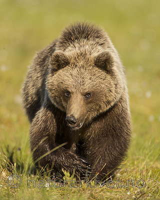 KA_160626_263 / Ursus arctos / Brunbjørn