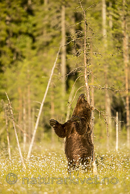 KA_160626_476 / Ursus arctos / Brunbjørn