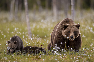 KA_160626_626 / Ursus arctos / Brunbjørn