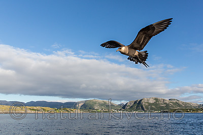 KA_160816_228 / Stercorarius parasiticus / Tyvjo