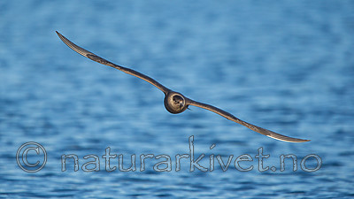 KA_160817_23 / Stercorarius parasiticus / Tyvjo