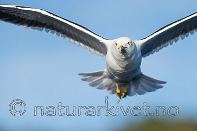 KA_160817_26 / Larus fuscus / Sildemåke <br /> Larus fuscus fuscus