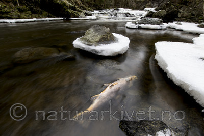 KA_161217_20 / Salmo trutta / ørret