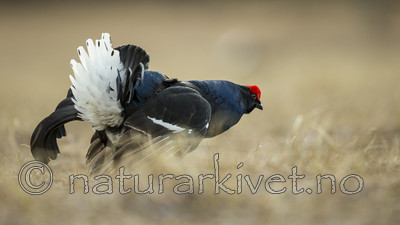 KA_170423_107 / Tetrao tetrix / Orrfugl