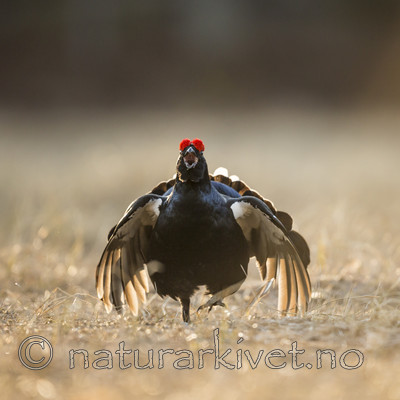 KA_170423_127 / Tetrao tetrix / Orrfugl