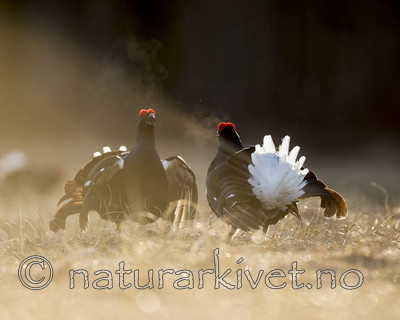 KA_170423_131 / Tetrao tetrix / Orrfugl