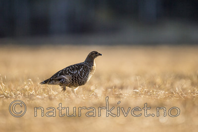 KA_170423_162 / Tetrao tetrix / Orrfugl