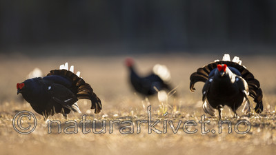 KA_170423_163 / Tetrao tetrix / Orrfugl