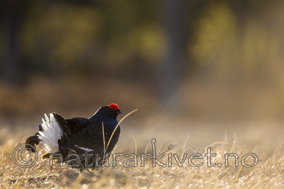 KA_170423_182 / Tetrao tetrix / Orrfugl