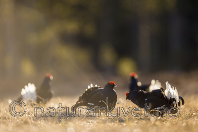 KA_170423_186 / Tetrao tetrix / Orrfugl