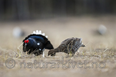 KA_170423_20 / Tetrao tetrix / Orrfugl