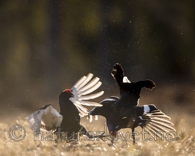 KA_170423_220 / Tetrao tetrix / Orrfugl