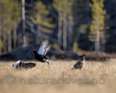 KA_170423_260 / Tetrao tetrix / Orrfugl