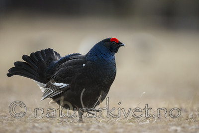 KA_170423_70 / Tetrao tetrix / Orrfugl