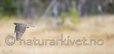 KA_171015_145 / Accipiter nisus / Spurvehauk