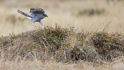 KA_171015_167 / Accipiter nisus / Spurvehauk