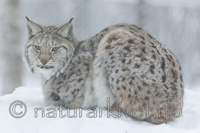 KA_171230_104 / Lynx lynx / Gaupe