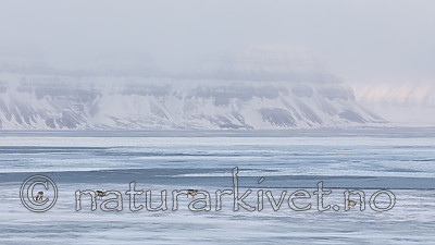 KA_180304_194 / Rangifer tarandus platyrhynchus / Svalbardrein